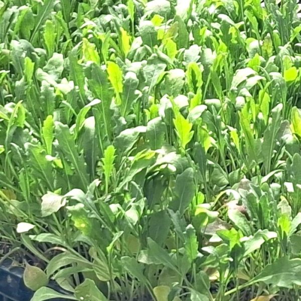 Salad Rocket plug plants Salad Rocket plug plants at Hever Tortoise World