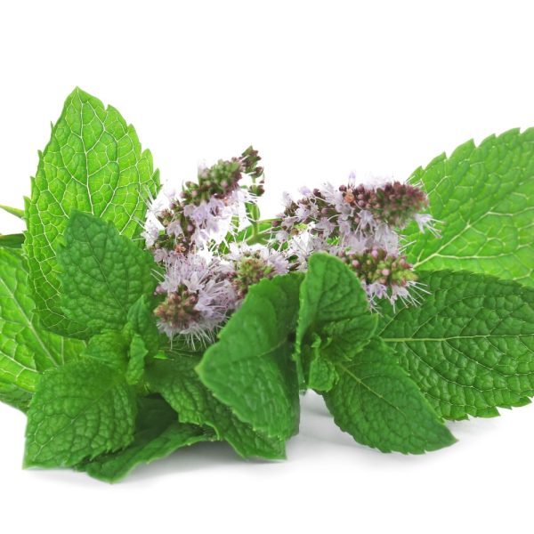 Spearmint plug plants for tortoises at Hever Tortoise World