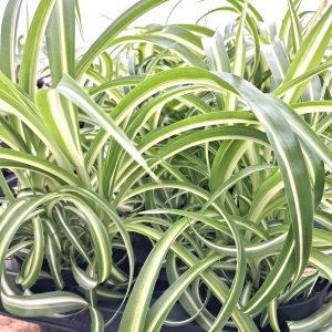 Spider plant for indoor tortoise enclosures at hever tortoise world