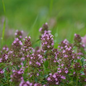 Thyme plug plants for tortoises at Hever Tortoise World
