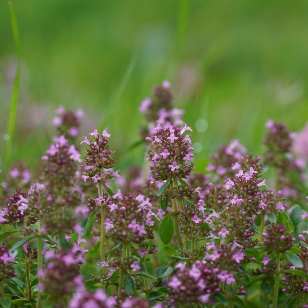 Thyme plug plants for tortoises at Hever Tortoise World