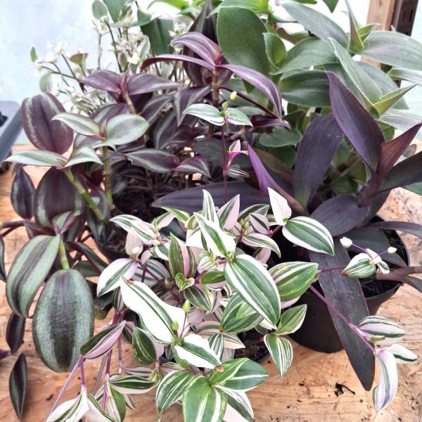 Tradescantia for tortoise indoor enclosures