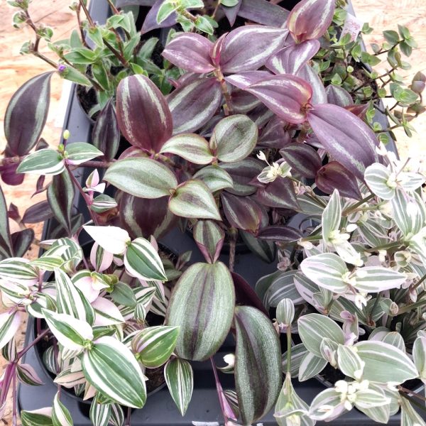 Tradescantia for tortoise indoor enclosures at hever tortoise world