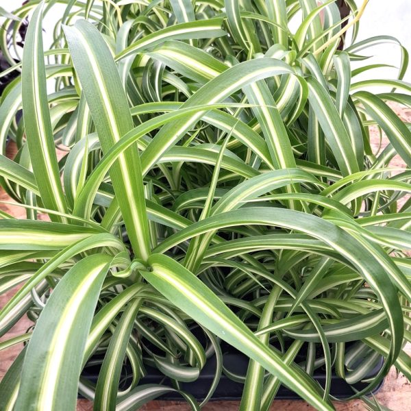 chlorophytum spider plant for indoor tortoise enclosures