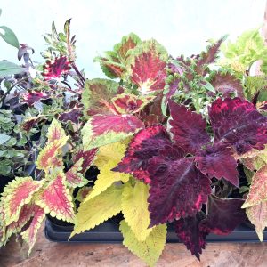 stunning coleus plants for indoor & outdoor tortoise enclosures at hever tortoise world