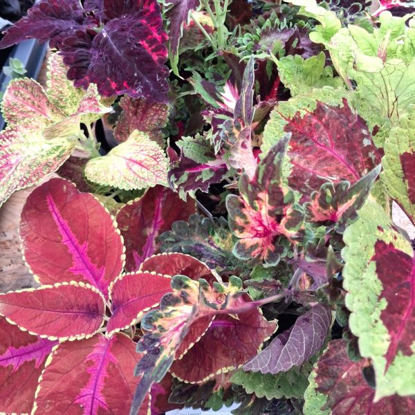 stunning coleus plants for indoor tortoise enclosures at hever tortoise world