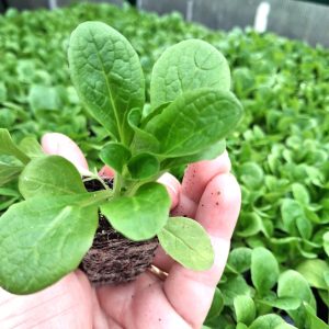lambs lettuce for tortoises at hever tortoise world