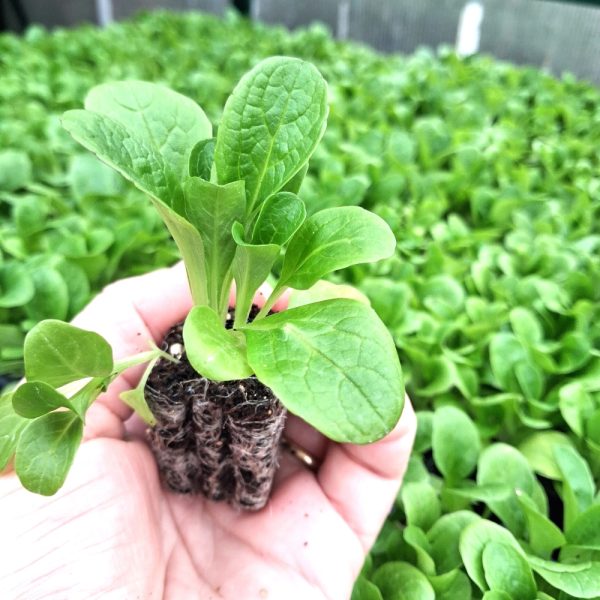 lambs lettuce for tortoises