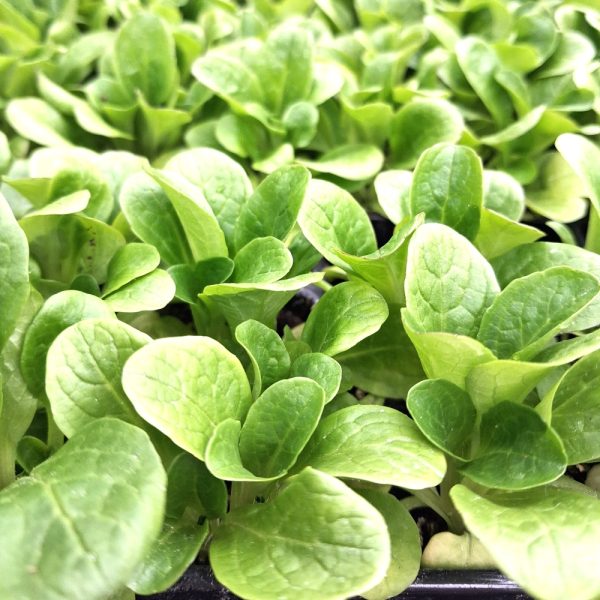 lambs lettuce for tortoises