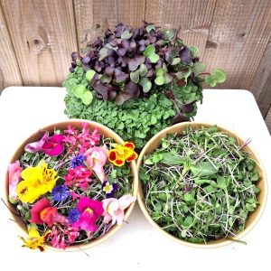 Fresh Food for Tortoises & Bearded Dragons at Hever Tortoise World with Delight