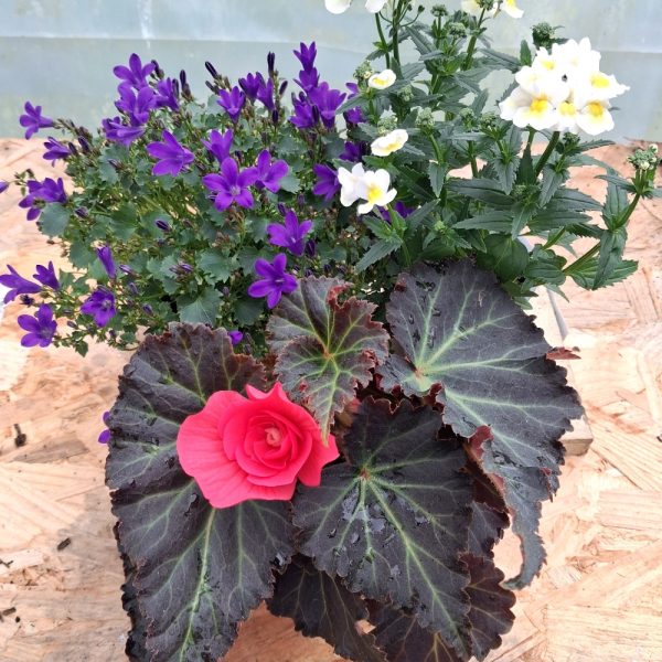 new live plant collection for tortoises buy online at Hever Tortoise World