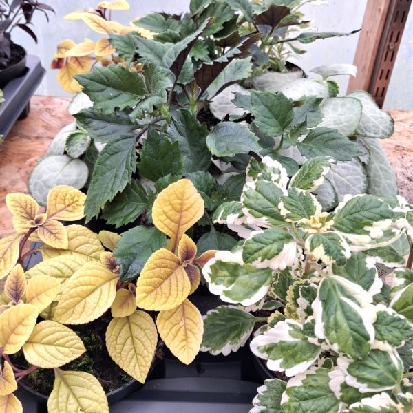 buy plectranthus for indoor tortoise enclosures online