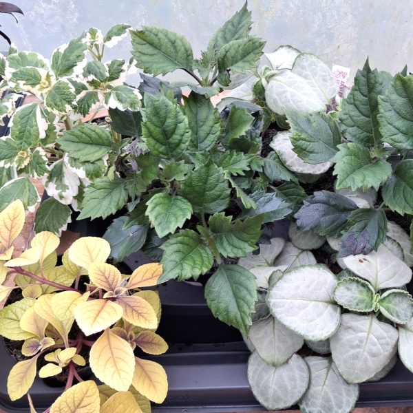 plectranthus for indoor tortoise enclosures at hever tortoise world