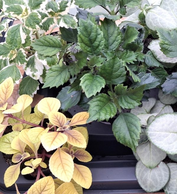 plectranthus for indoor tortoise enclosures at hever tortoise world plectranthus for indoor tortoise enclosures at hever tortoise world