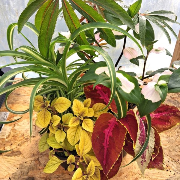 buy online stunning live plants for indoor tortoise enclosure at hever tortoise world