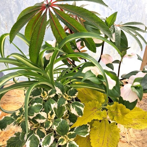 stunning live plants for indoor tortoise enclosure at hever tortoise world buy online