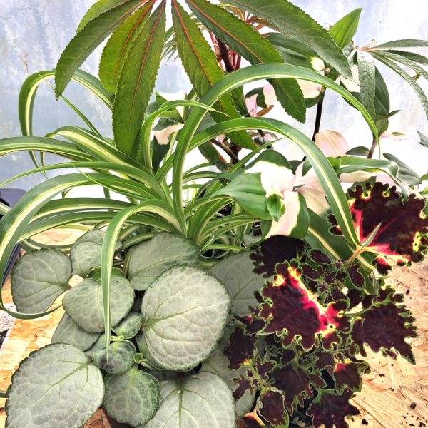 stunning live plants for indoor tortoise enclosure at hever tortoise world online