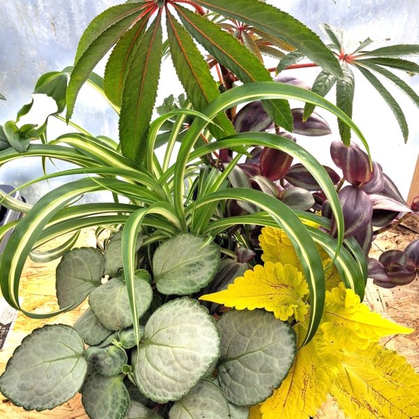 stunning live plants for indoor tortoise enclosure at hever tortoise world online by mail order