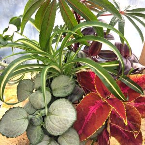 buy stunning live plants for indoor tortoise enclosure at hever tortoise world