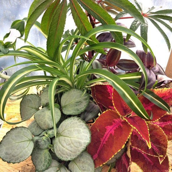 buy stunning live plants for indoor tortoise enclosure at hever tortoise world