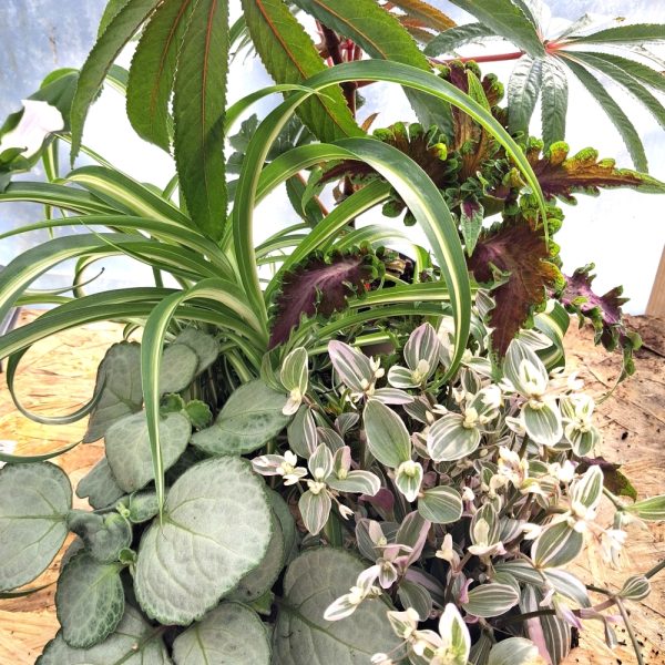stunning live plants for indoor tortoise enclosure at hever tortoise world