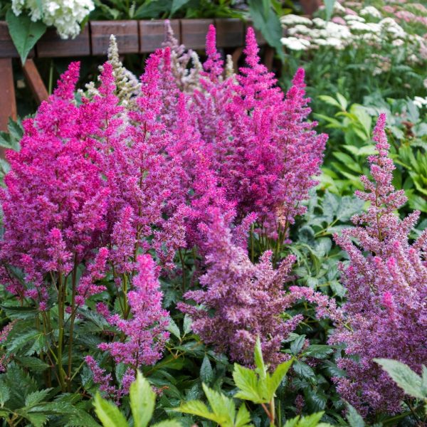 Astilbe for tortoise enclosures at Hever Tortoise World