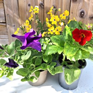Bee Friendly Live Plant Collection for Tortoises online at Hever Tortoise World