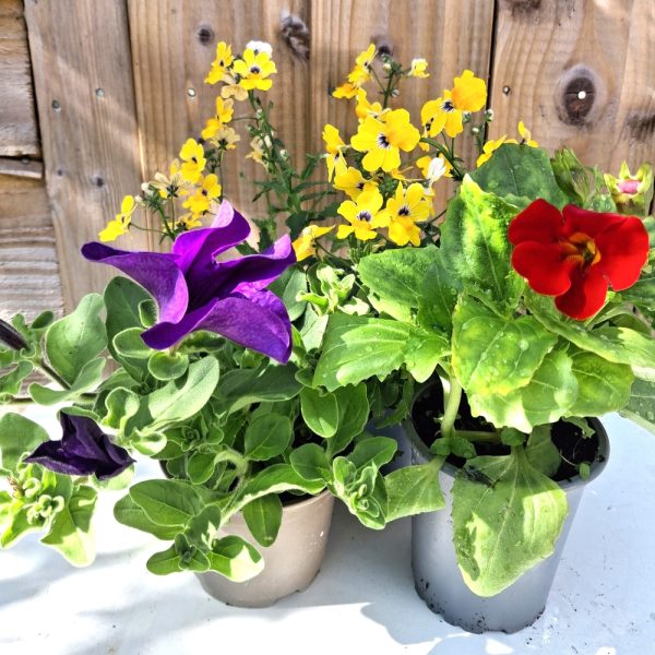 Bee Friendly Live Plant Collection for Tortoises online at Hever Tortoise World