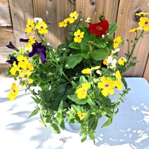 Bee Friendly Live Plant Collection for Tortoises at Hever Tortoise World