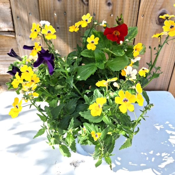 Bee Friendly Live Plant Collection for Tortoises at Hever Tortoise World