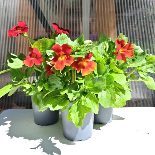 Bee Friendly Live Plant Collection for Tortoises