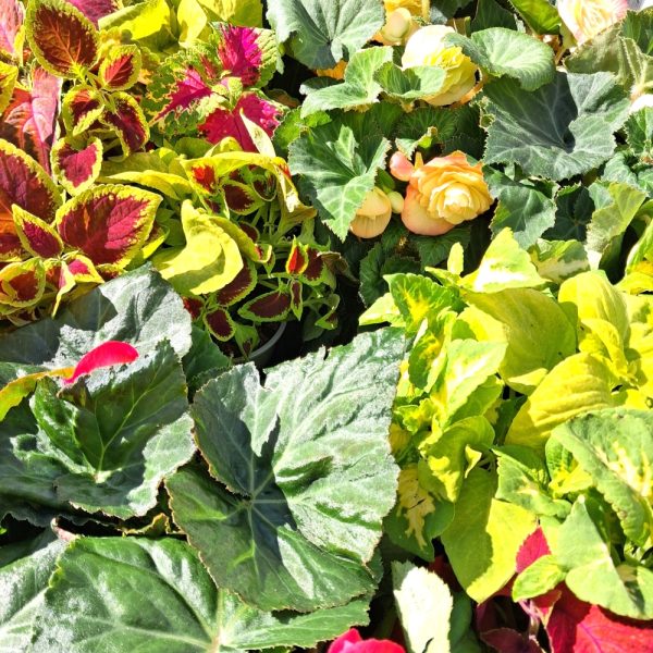Begonia & Coleus for Isola Bella Live Plant Collection Begonia & Coleus for Isola Bella Live Plant Collection at Hever Tortoise World