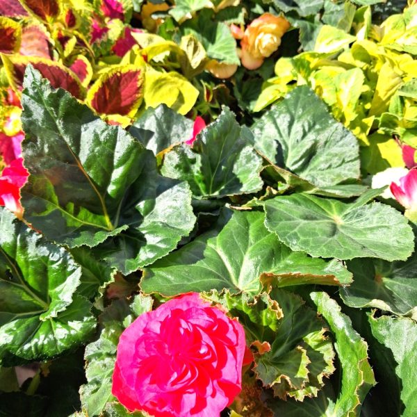 Begonia & Coleus for Isola Bella Live Plant Collections for Tortoises Begonia & Coleus for Isola Bella Live Plant Collections for Tortoises at Hever Tortoise World