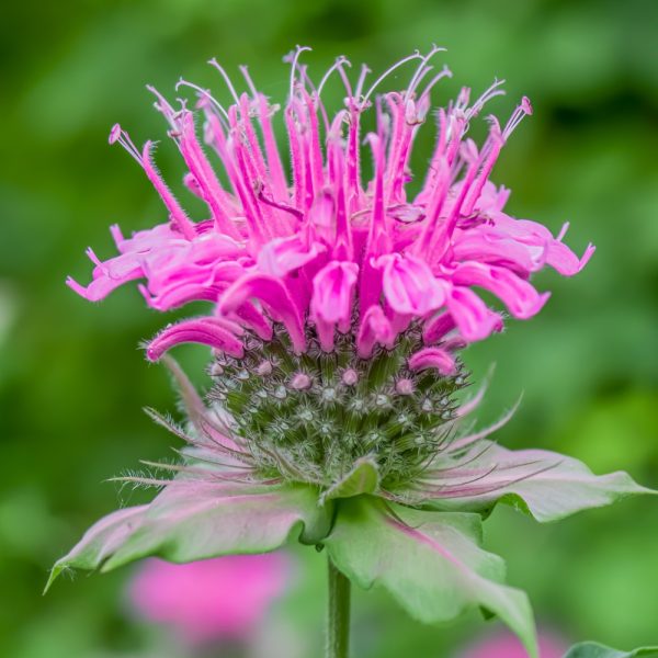 Bergamot Monarda Bee Free for Tortoise Enclosures Monarda Bergamot Bee Free at Hever Tortoise World online store