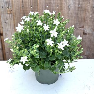 Campanula for tortoise enclosures at Hever Tortoise World