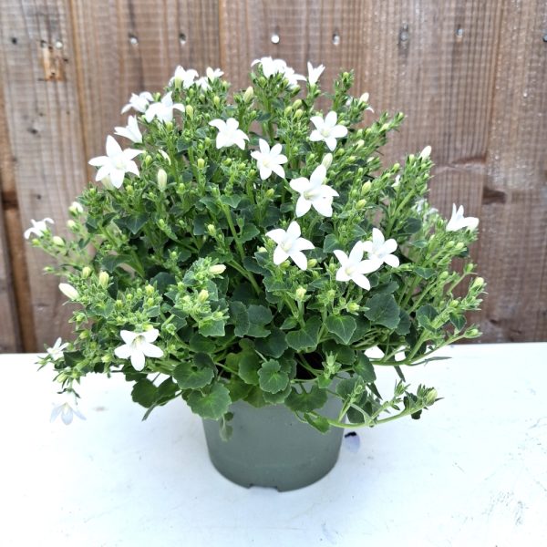 Campanula for tortoise enclosures at Hever Tortoise World