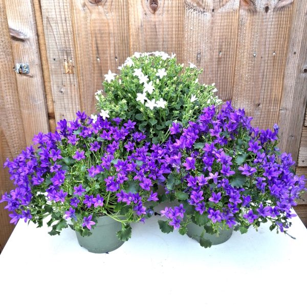 Campanula for tortoise enclosures 2 at Hever Tortoise World