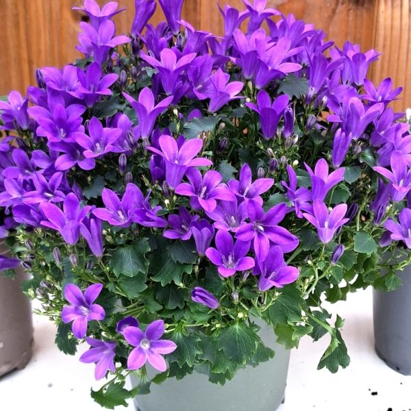 Campanula for tortoises at Hever Tortoise World
