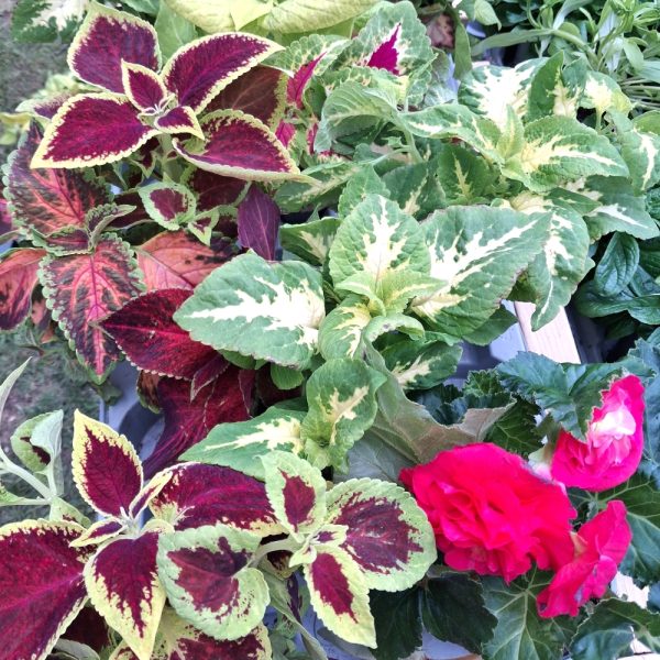 Coleus plants for tortoise enclosures at Hever Tortoise World Coleus plants for tortoise enclosures at Hever Tortoise World online