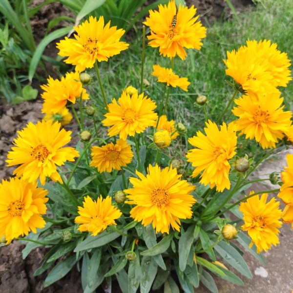 Coreopsis grandiflora Yellow flowering Tickseed Coreopsis grandiflora Yellow flowering Tickseed at Hever Tortoise World