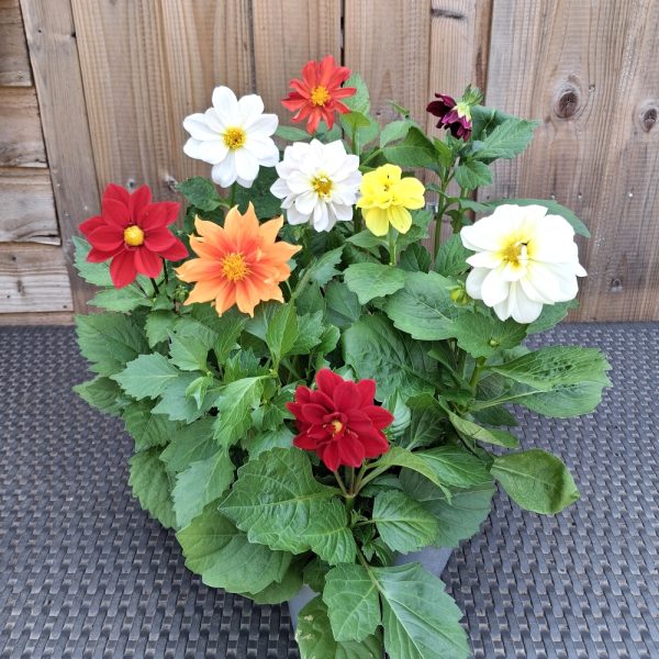 Dahlia Figaro live plants for tortoise enclosures 2 at Hever Tortoise World