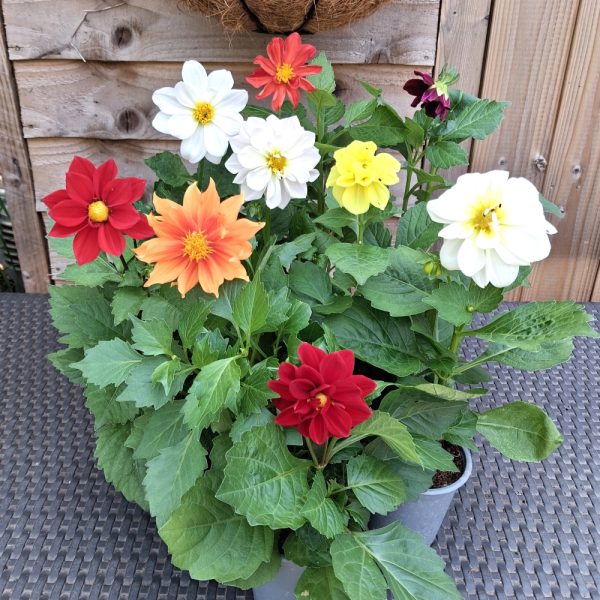 Dahlia Figaro live plants for tortoise enclosures at Hever Tortoise World