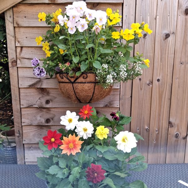 Dahlia Figaro live plants for tortoise enclosures online at Hever Tortoise World