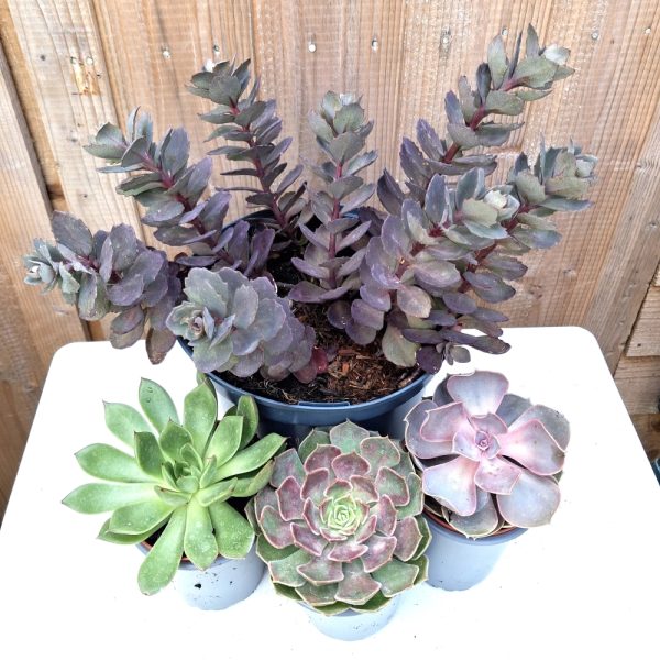 Drought Lovers Live Plant Collection for Tortoise Enclosures online at Hever Tortoise World