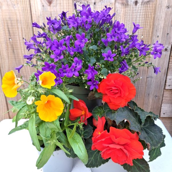 Flower power bundle for tortoise enclosures at Hever Tortoise World