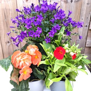 Buy Flower power bundle for tortoise enclosures