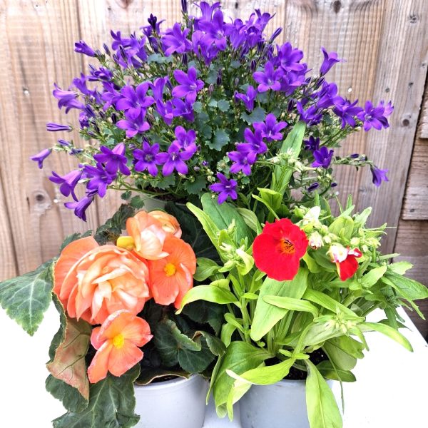 Buy Flower power bundle for tortoise enclosures
