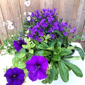 Flowers & Weeds Bundle at Hever Tortoise World