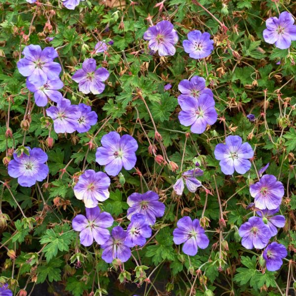Geranium Rozanne for outdoor tortoise enclosures at Hever Tortoise World
