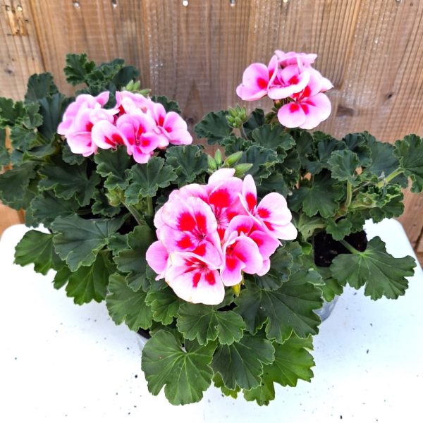 Geranium bi-colour for tortoise enclosures at Hever Tortoise World